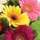 Simply Gerberas